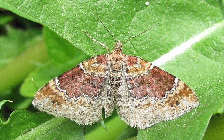 Papillons - L'oxydée - Xanthorhoe ferrugata - Femelle