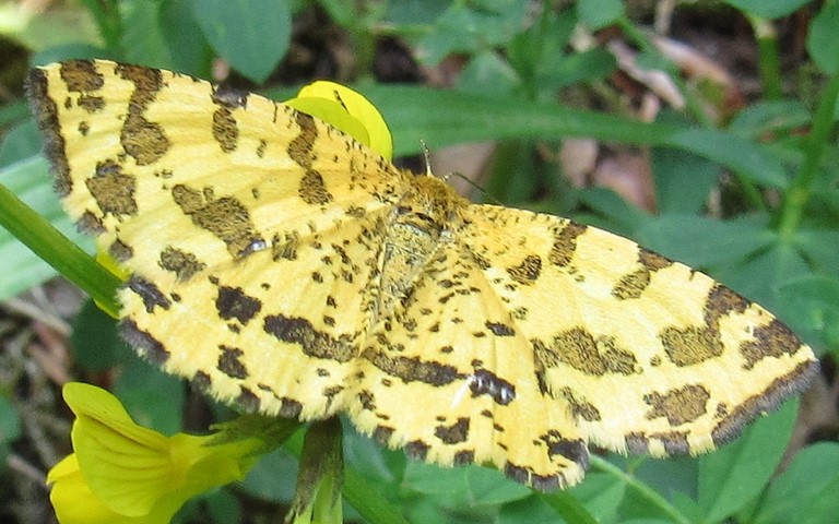 Papillons - Panthere - Pseudopanthera macularia