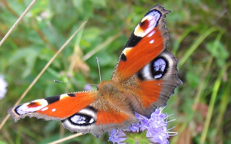 Papillons - Paon de jour - Aglais io