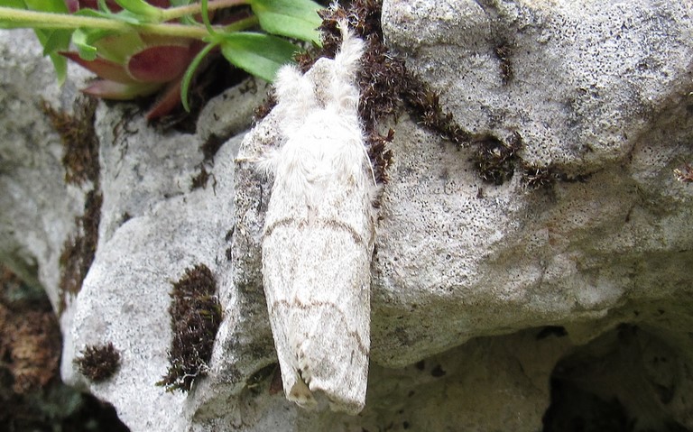 Papillons - La patte étendue - Calliteara pudibonda - Femelle