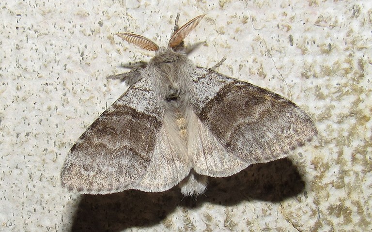 Papillons - La patte étendue - Calliteara pudibonda - Mâle