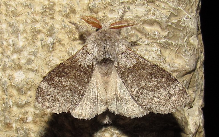 Papillons - La patte étendue - Calliteara pudibonda - Mâle