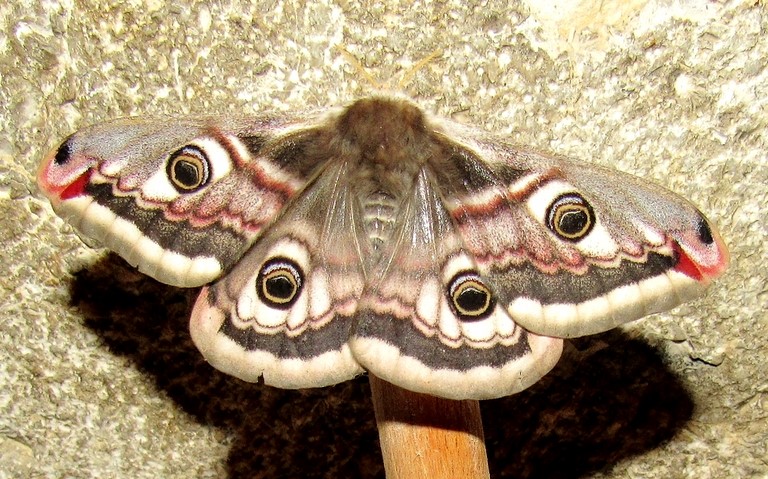 Papillons - Le petit paon de nuit - Saturnia pavonia - Femelle