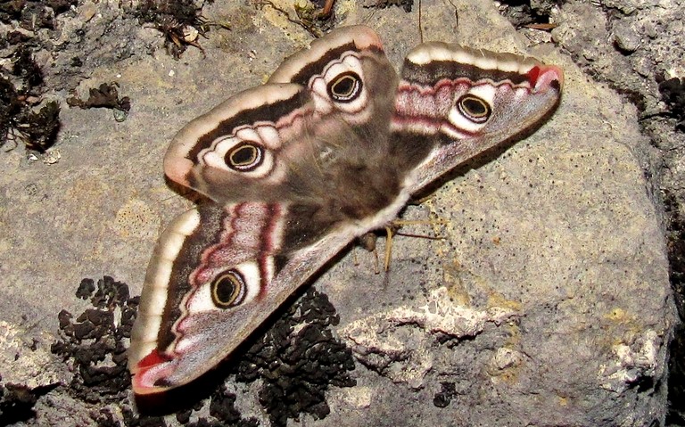 Papillons - Le petit paon de nuit - Saturnia pavonia - Femelle
