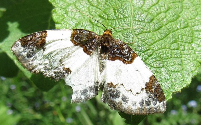 Papillons - Phalène de la ronce - Mesoleuca albicillata