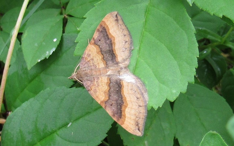 Papillons - La phalène de l'anserine - Scotopteryx Chenopodiata - Mâle