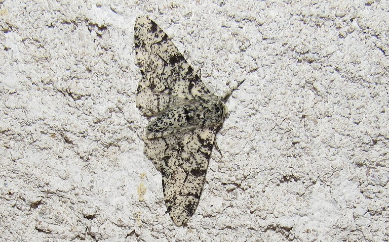 Papillons - Phalene du bouleau - Biston betularia - Mâle