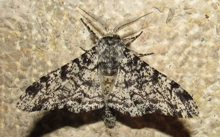 Papillons - Phalène du bouleau - Biston betularia - Mâle