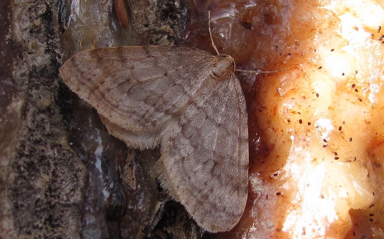 Papillons - La phalène du hêtre  - Operophtera fagata - Mâle