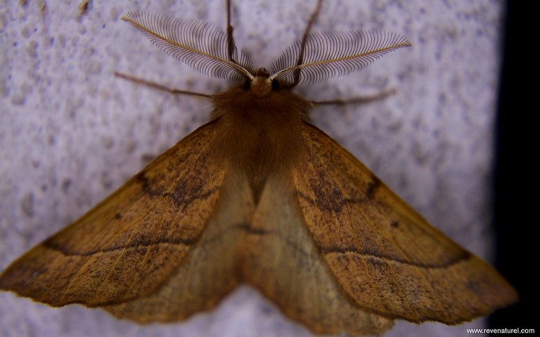 Papillons - Phalène emplumée - Colotois pennaria - Mâle