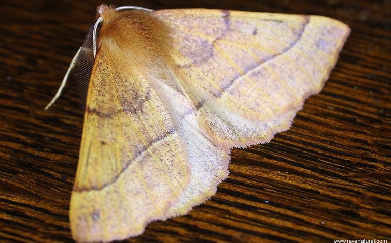 Papillons - Phalène emplumée - Colotois pennaria - Mâle