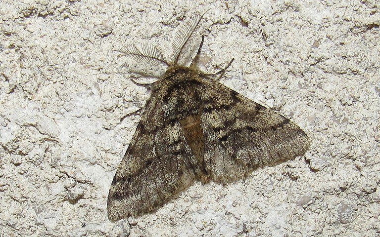Papillons - Phalene hérissee - Lycia hirtaria - Male