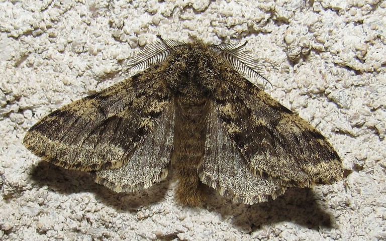 Papillons - Phalène hérissée - Lycia hirtaria - Mâle