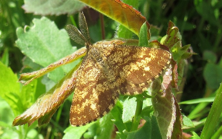 Papillons - Phalène picotée - Ematurga atomaria - Mâle