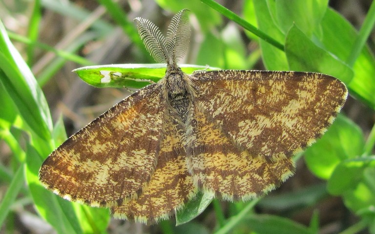 Papillons - Phalene picotee - Ematurga atomaria - Male