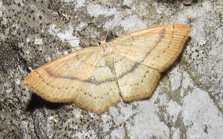 Papillons - Phalène trilignée - Cyclophora linearia - Mâle