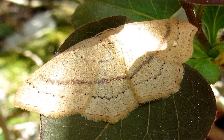 Papillons - Phalene trilignee - Cyclophora linearia - Male