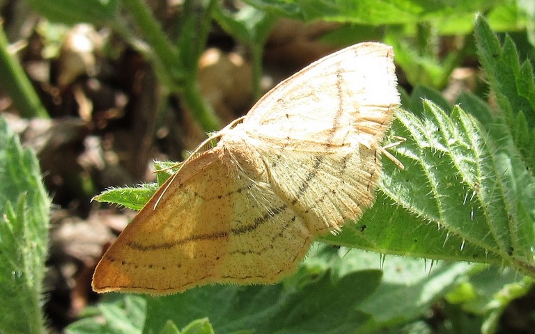 Papillons - Phalène trilignée - Cyclophora linearia - Mâle