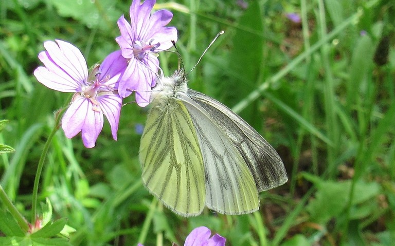 Papillons - Piéride de la bryone - Pieris bryoniae