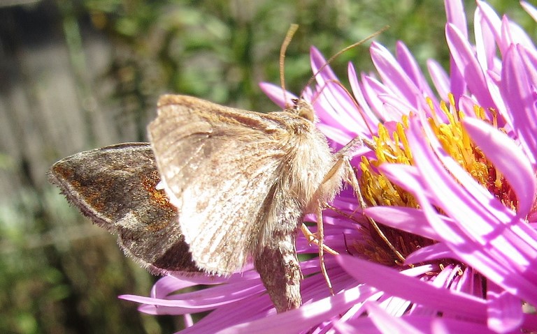 Papillons - La plusie chalcite - Chrysodeixis chalcites