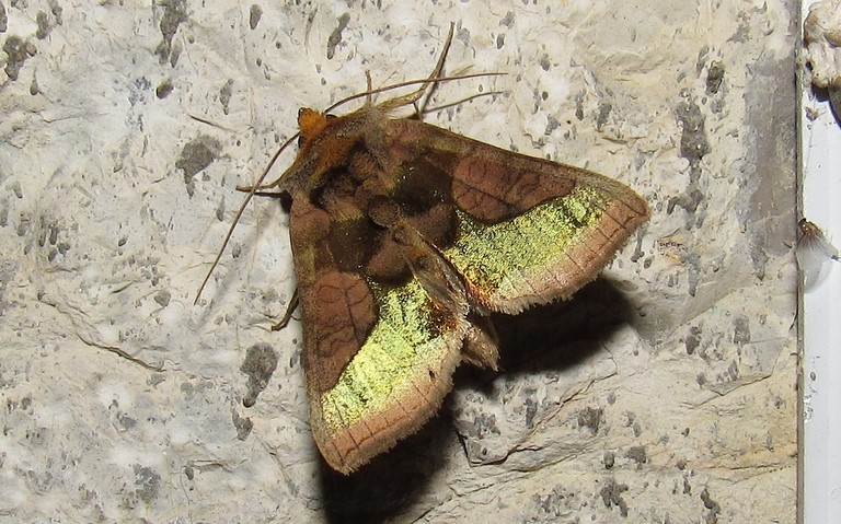 Papillons -Plusie confluente - Diachrysia stenochrysis