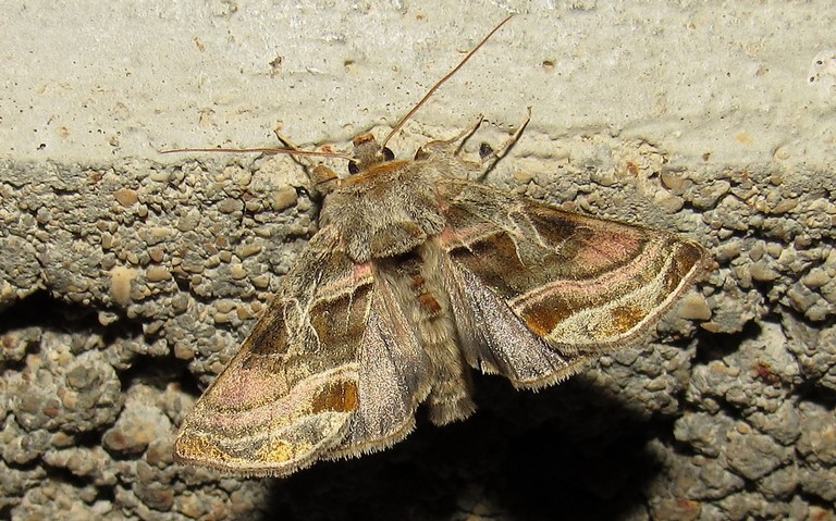 Papillons - La plusie illustre  - Euchalcia variabilis