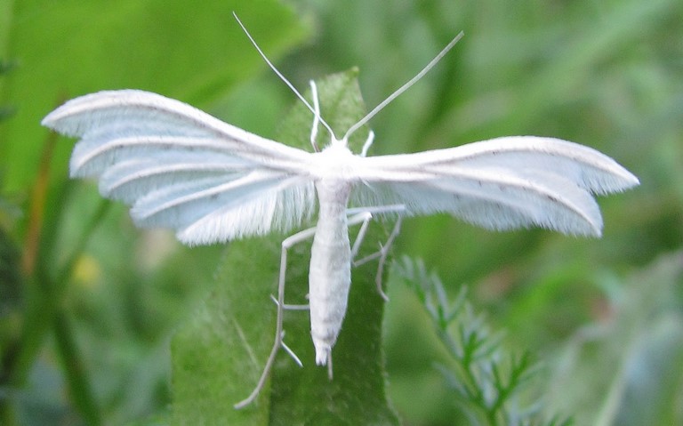 Papillons - Ptérophore blanc - Pterophorus pentadactylus