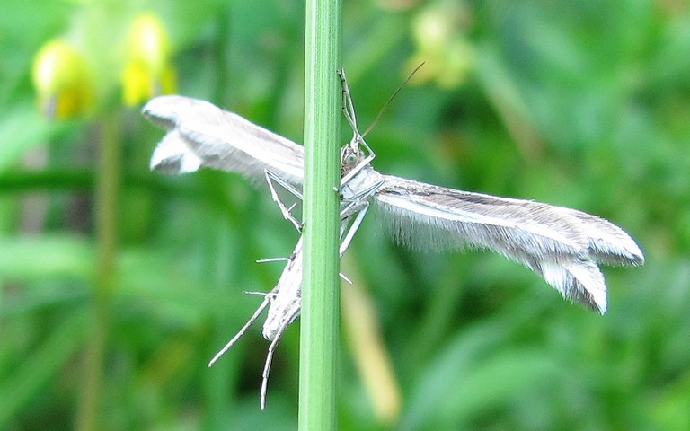 Papillons - Porrittia galactodactyla