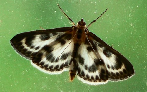 papillons - La Pyrale de l'ortie - Anania hortulata