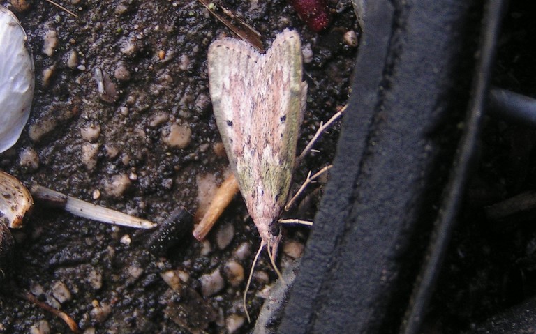 Papillons - La pyrale du bourdon - Aphomia sociella - Femelle