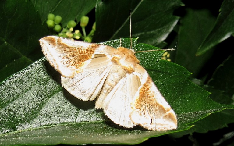 Papillons - La ratissée - Habrosyne pyritoides