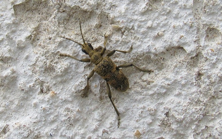 Coléoptères - Cérambycidés - Rhagie mordante - Rhagium mordax