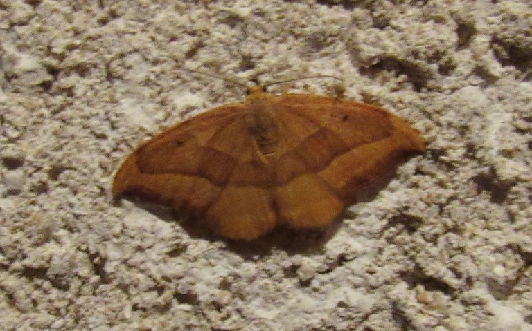 Papillons - La serpette - Watsonalla cultraria - Mâle