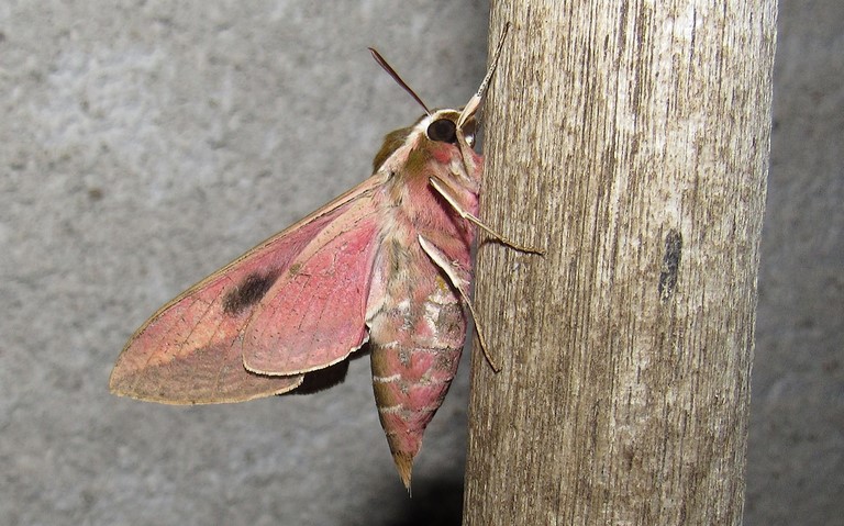 Papillons - Le sphinx de l'euphorbe - Hyles euphorbiae
