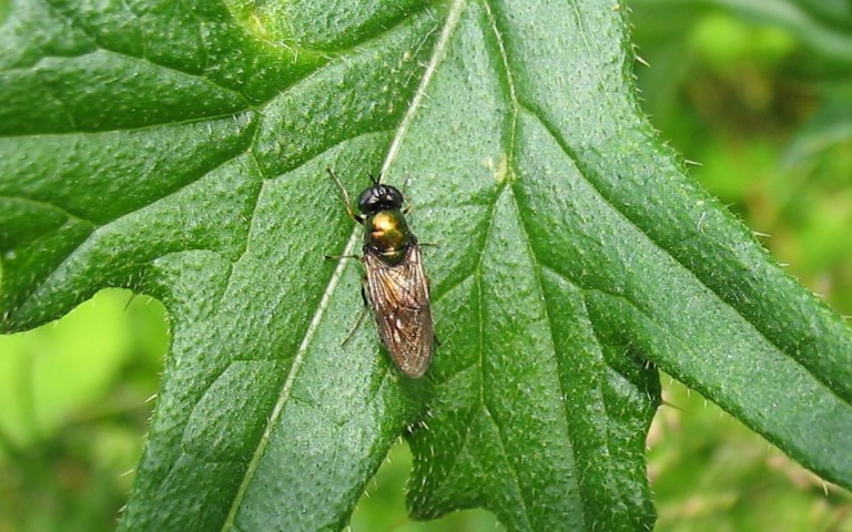 01 juillet 2007 Chloromyie agréable - Chloromyia formosa
