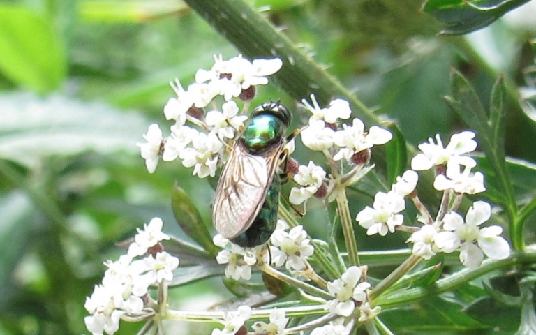 23 août 2025 Chloromyie agréable - Chloromyia formosa