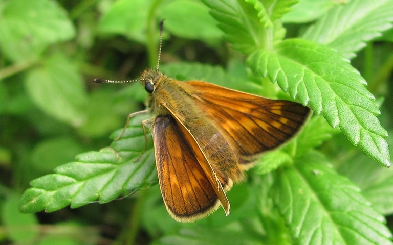 Papillons - Sylvaine - Ochlodes sylvanus