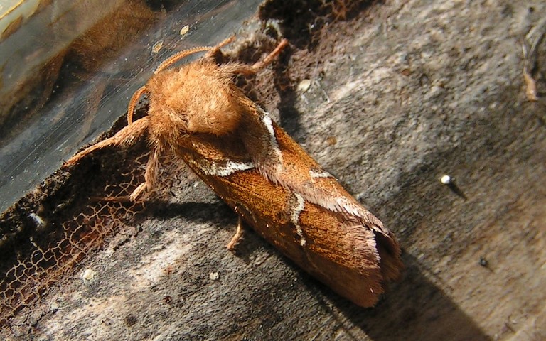 Papillons - La sylvine - Triodia sylvina - Mâle