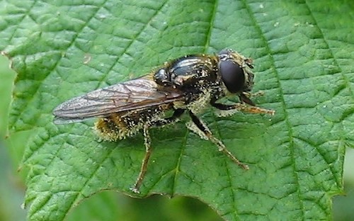 Mouches - Syrphes - Cheilosia sp.