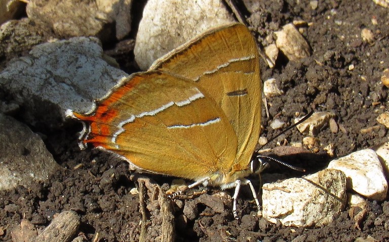 Papillons - La thécla du bouleau - Thecla betulae