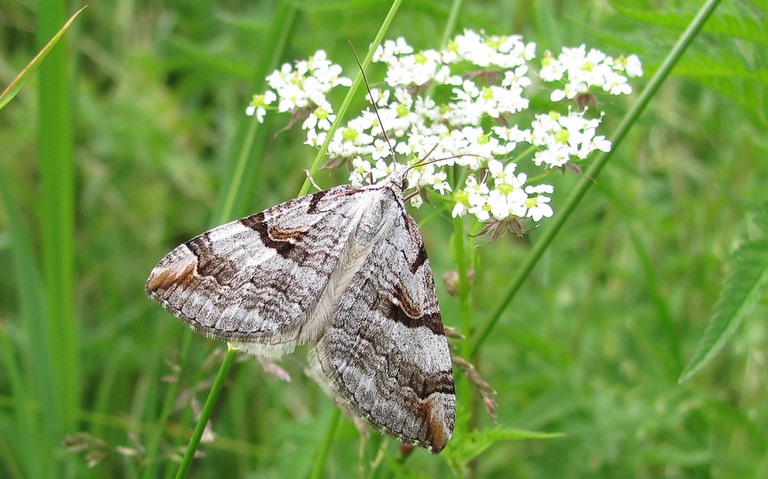 Papillons - Triple raie montagnarde - Aplocera praeformata