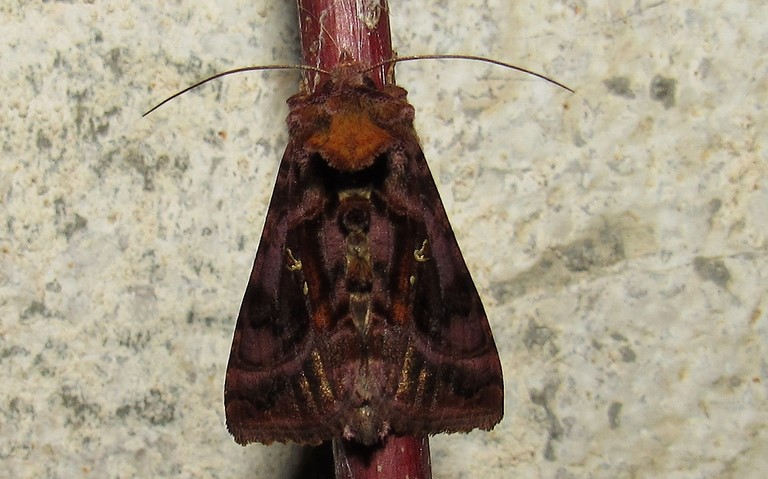 Papillons - V-d'or - Autographa pulchrina