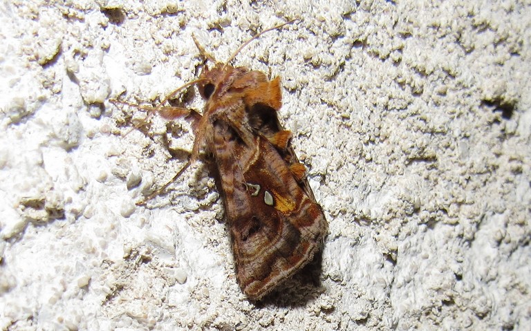 Papillons - Le v-d'or - Autographa pulchrina