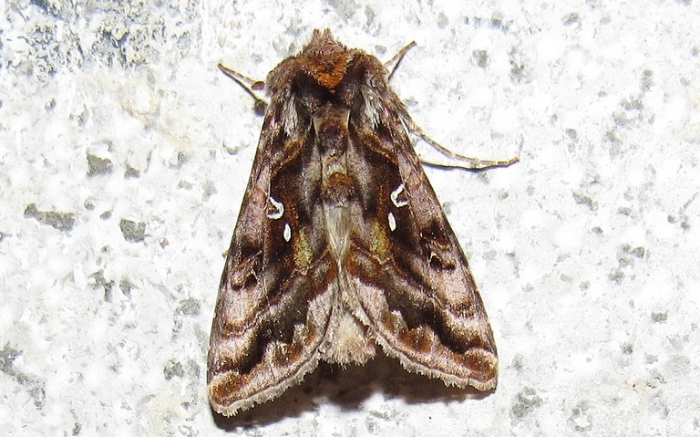 Papillons - Le v-d'or - Autographa pulchrina