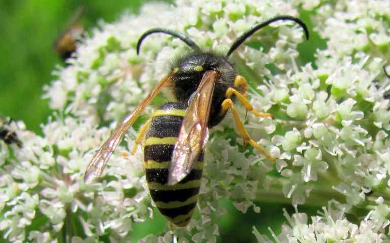 Hyménoptères - vespidés -  La guêpe des bois - Dolichovespula sylvestris 