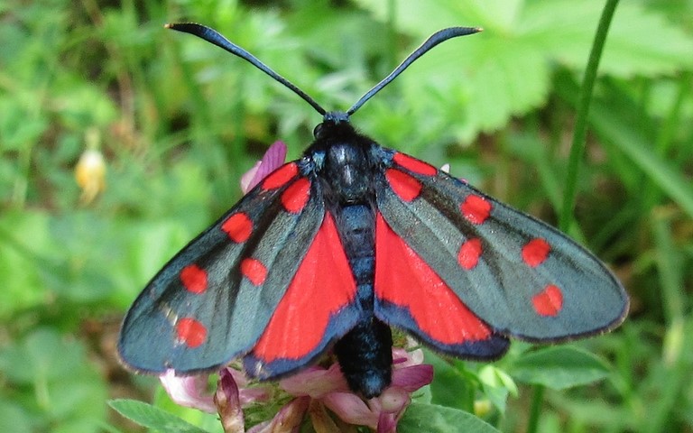 Papillons - Zygene transalpine - Zygaena transalpina
