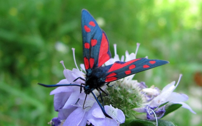 Papillons - Zygène transalpine - Zygaena transalpina