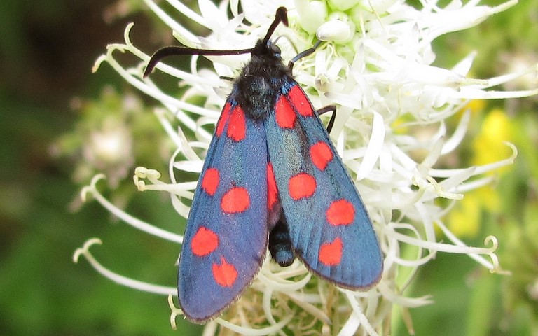 Papillons - Zygène transalpine - Zygaena transalpina
