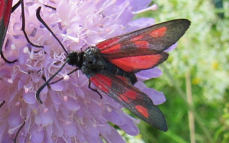 Papillons -Zygène des bois ou Zygène des prés