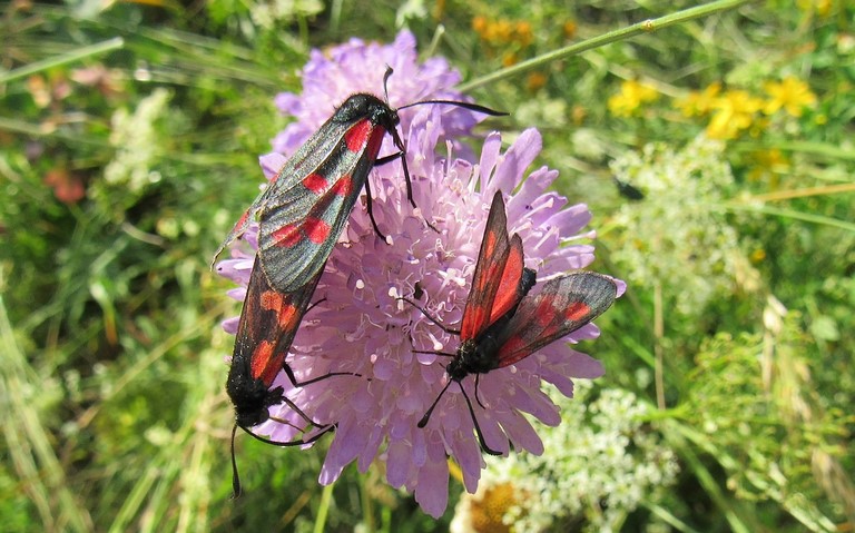 Papillons -Zygène des bois ou Zygène des prés
